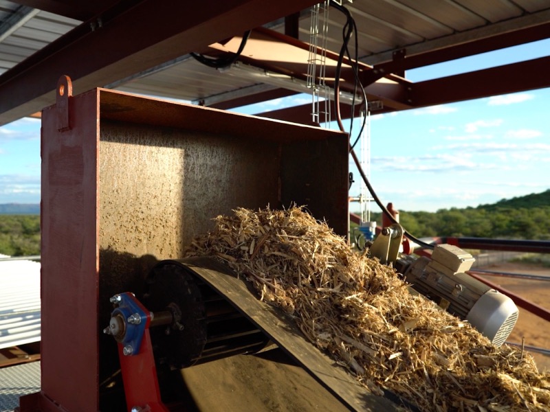 Shredded encroacher bush biomass on a conveyor.